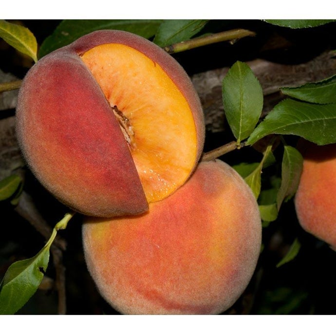 Mid-Pride Peach Tree (Semi-dwarf)