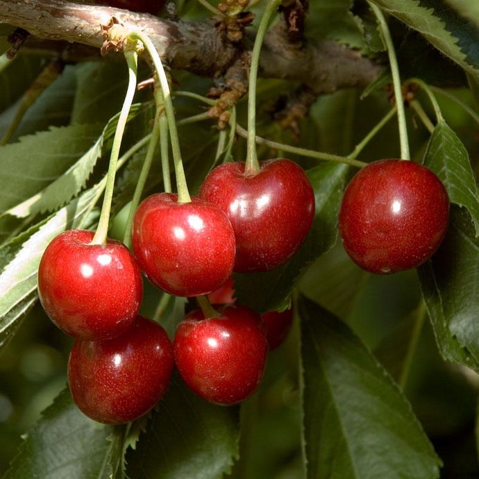 Minnie Royal Cherry Tree (Semi-dwarf)