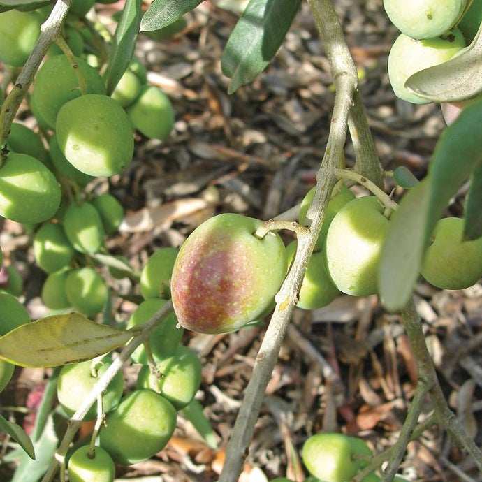 Mission Olive Tree-green stage