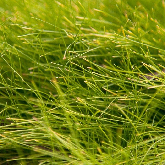 Molate Fescue Native Grass  Seed (Lb)