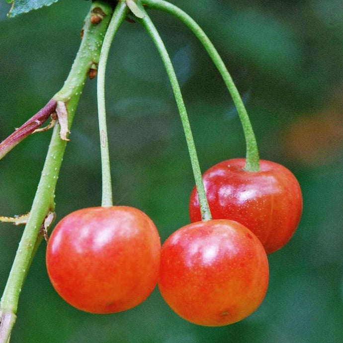 Montmorency Cherry Tree (Standard)