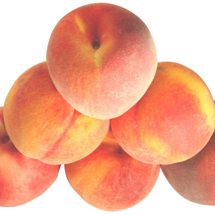 Muir Peach Tree (Semi-dwarf)