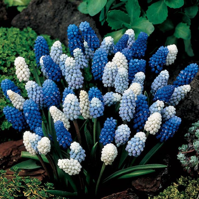 Muscari (Grape Hyacinth) Mix (Pack of 45)