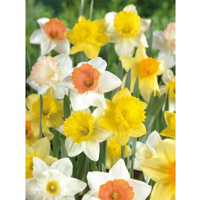 Naturalizing Dream Daffodil Bulb Mix (Pack of 15)