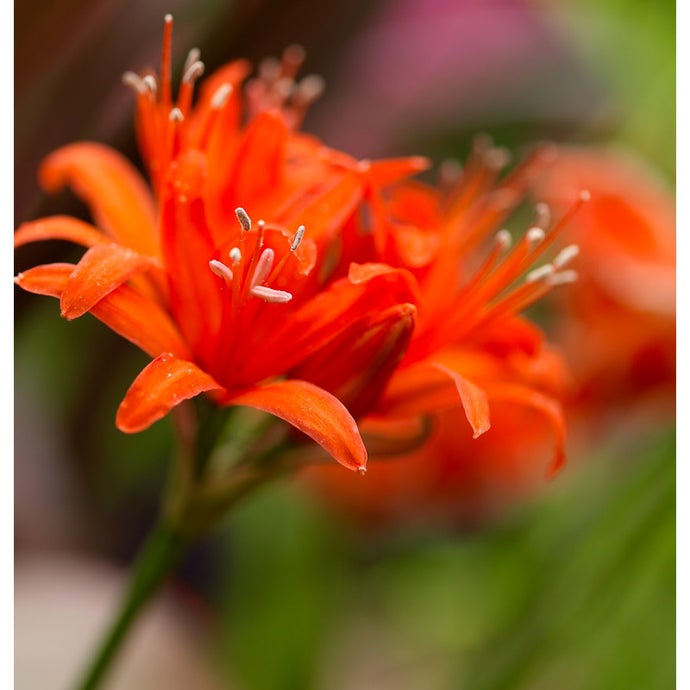 Nerine Red