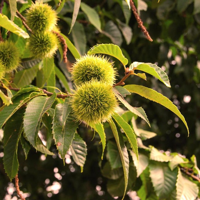 Nevada Chestnut Tree (Standard)