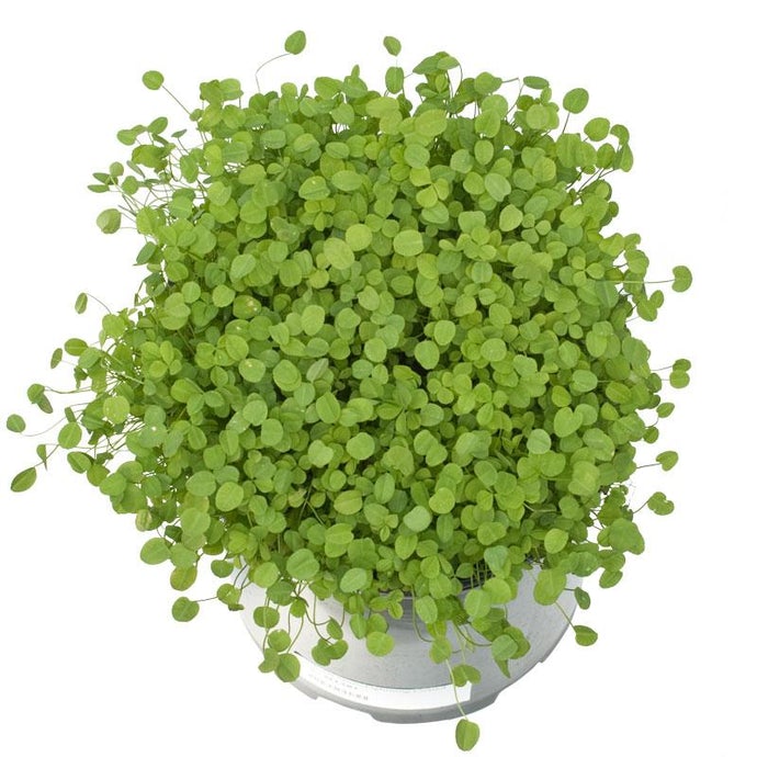 Nitro Persian Clover - Nitrocoated Seed (Lb)