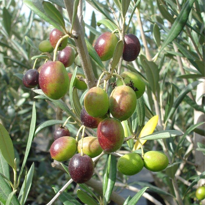 Noccellara Del Belice Olive Tree (Standard) (Potted)