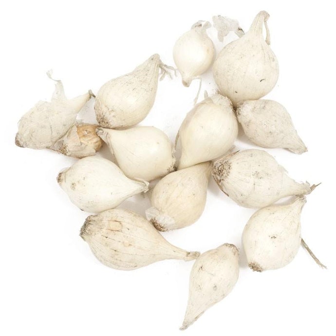 Onion Sets - White Snowball (60/pack)