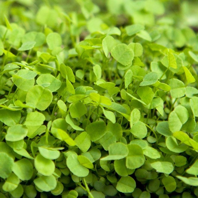 Organic Alsike Clover - Raw Seed (Lb)