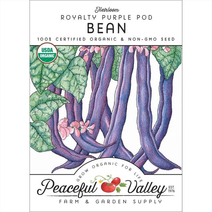  Organic  Bean  Bush  Royalty  Purple  Pod-pack 