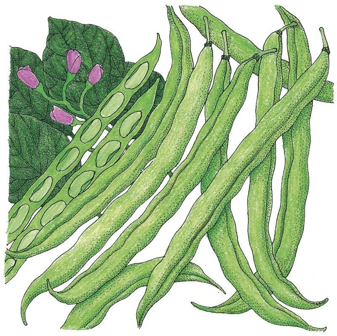 Organic Bean, Bush Tendergreen (1/2 lb)