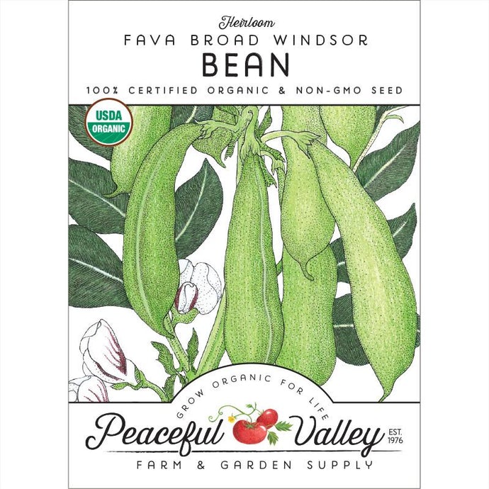 Organic Bean, Fava Broad Windsor