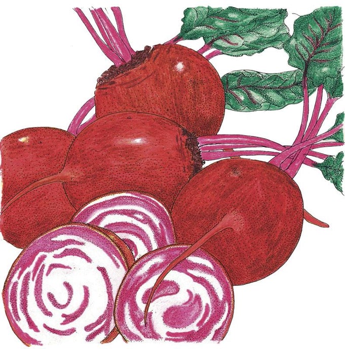 Organic Beet, Chioggia (1/4 lb)