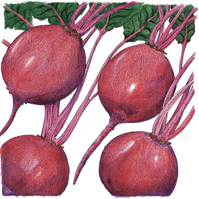 Organic Beet, Early Wonder Tall (1/4 lb)