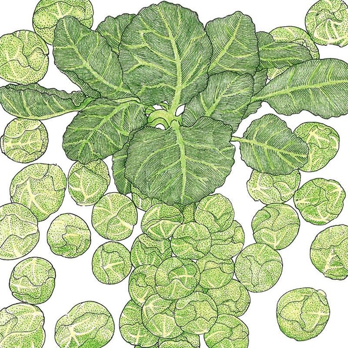 Organic Brussels Sprouts, Danmark 21 (1 oz)