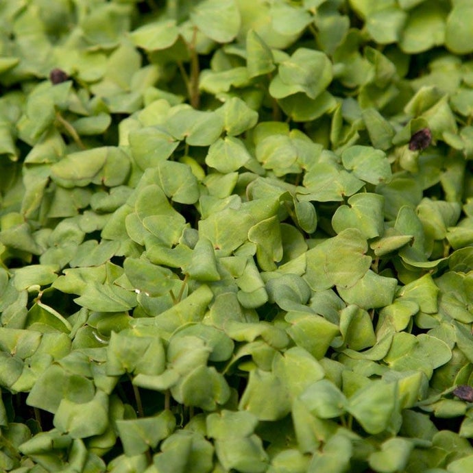 Organic Buckwheat Seed (Lb)