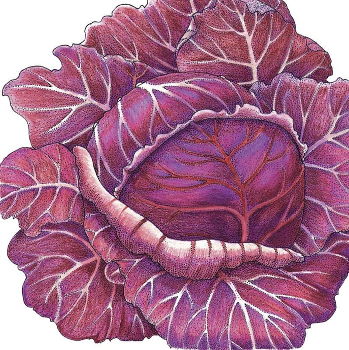 Organic Cabbage, Express Red (1/4 lb)