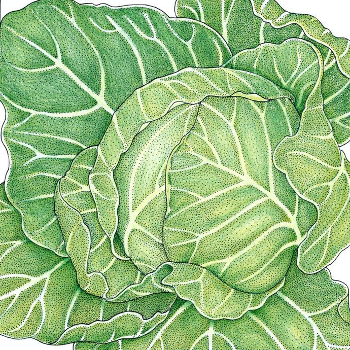 Organic Cabbage, Golden Acre (1/4 lb)