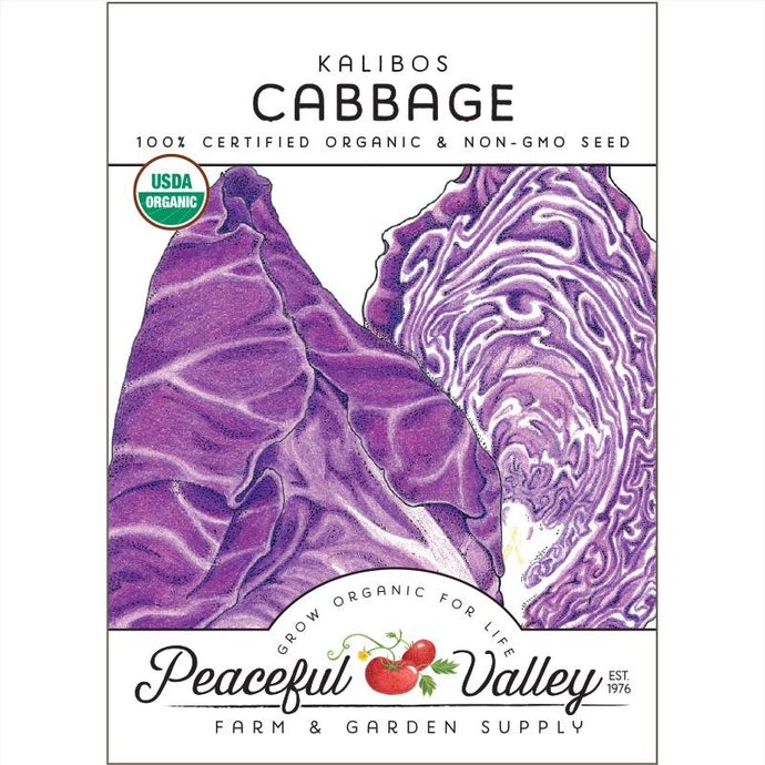  Organic  Cabbage  Kalibos 