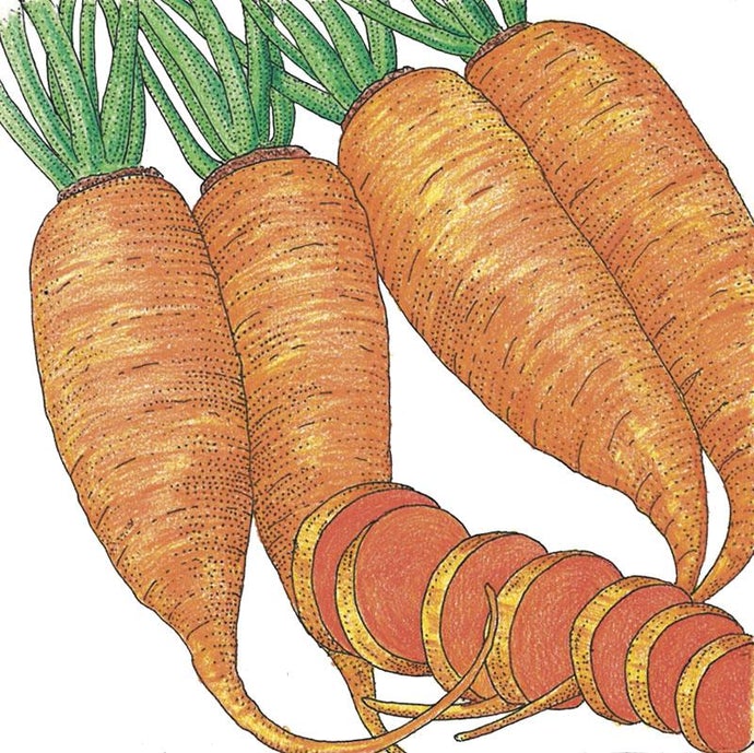 Organic Carrot, Chantenay (1/4 lb)