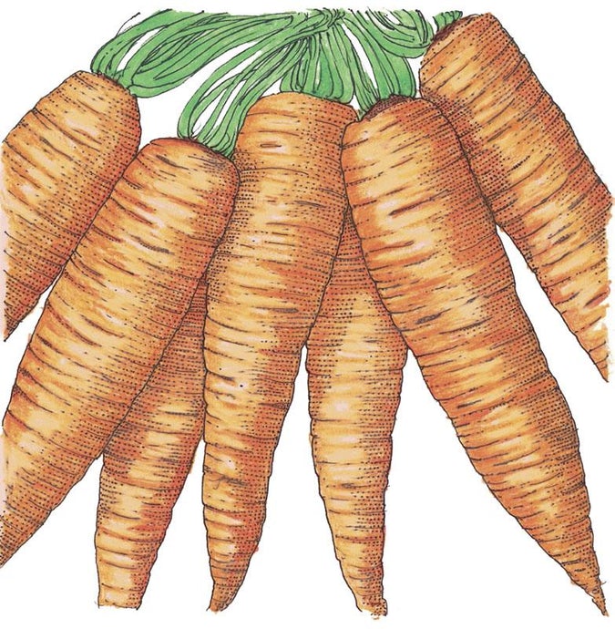 Organic Carrot, Danvers (1/4 lb)