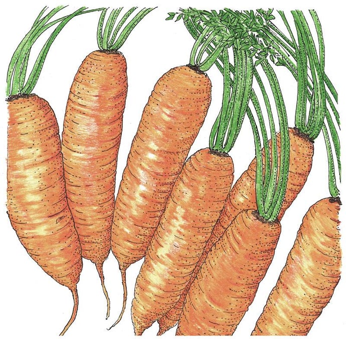 Organic Carrot, Little Finger (1 oz)