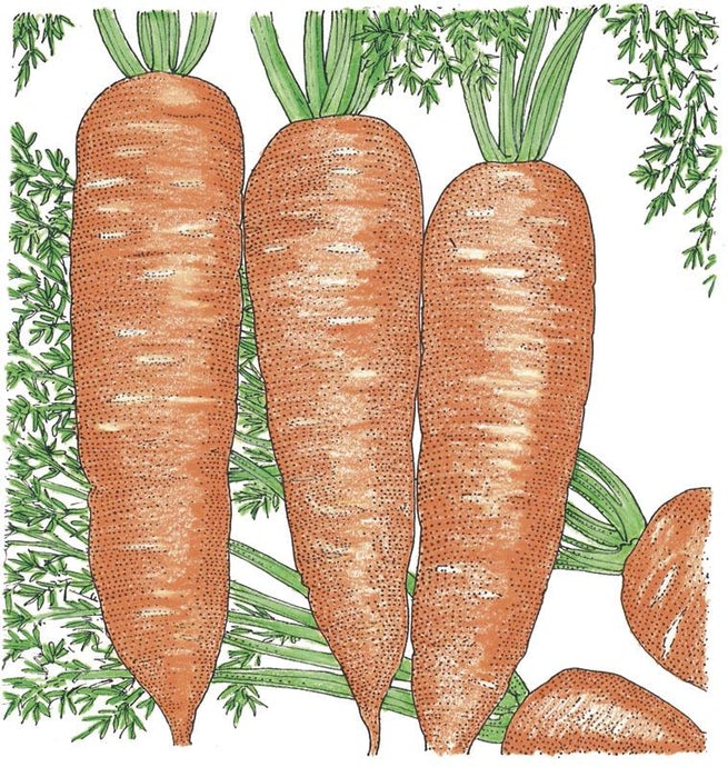 Organic Carrot, Napoli (1 oz)