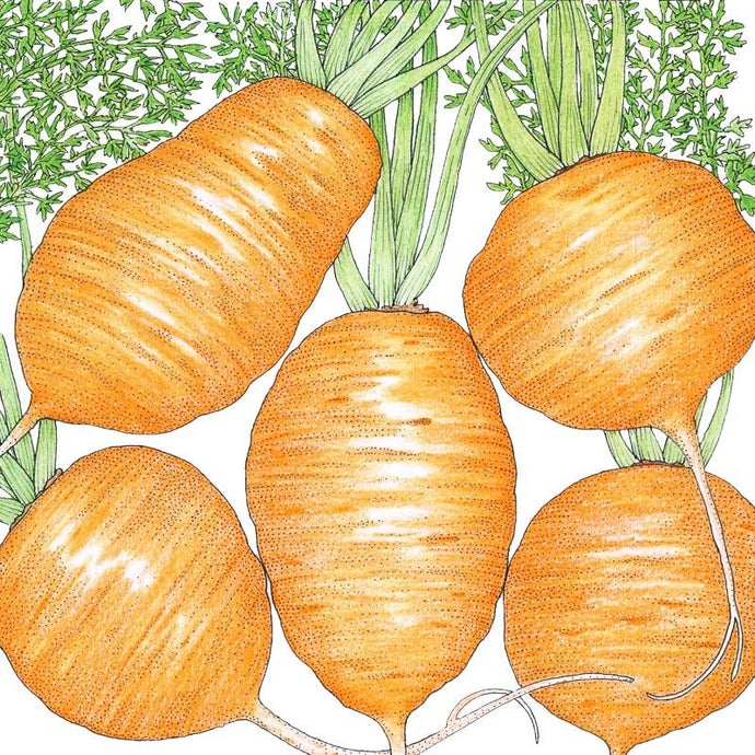 Organic Carrot, Parisienne (1 oz)