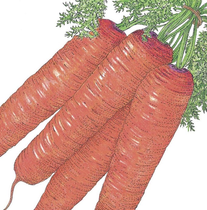 Organic Carrot, Scarlet Nantes (1/4 lb)