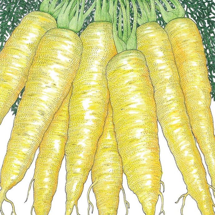 Organic Carrot, Solar Yellow (1 oz)