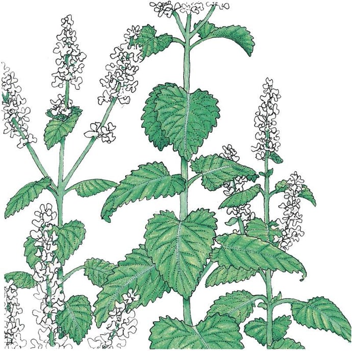 Organic Catnip (1 oz)