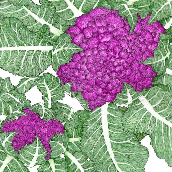 Organic Cauliflower, Purple (1 oz)