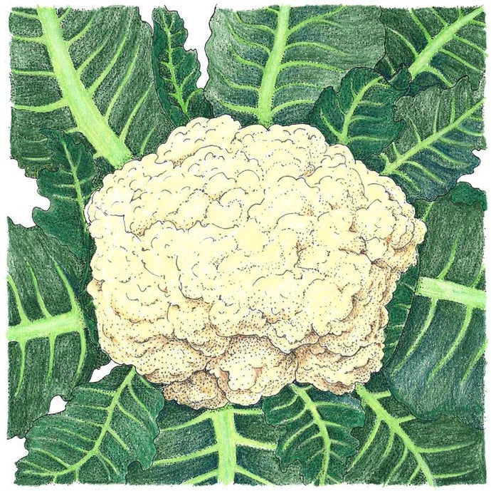 Organic Cauliflower, Snowball (1/4 lb)