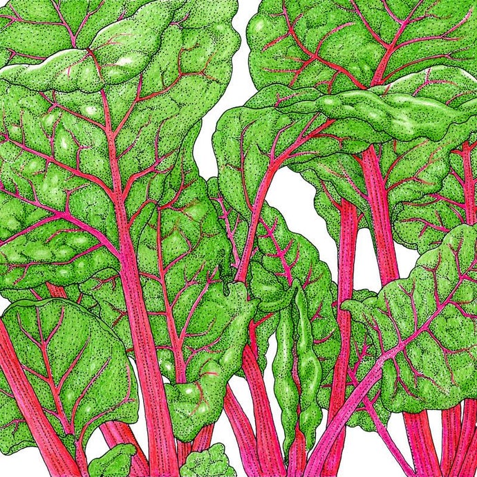 Organic Chard, Flamingo Pink (1/4 lb)