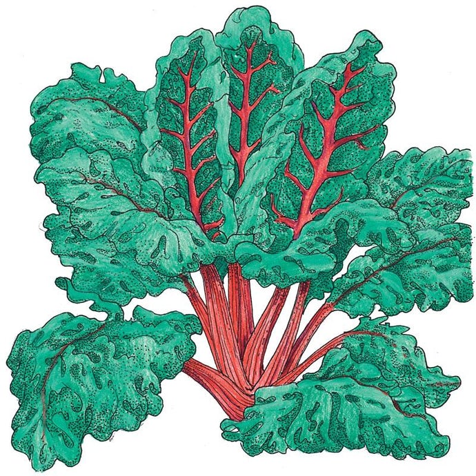 Organic Chard, Red Ruby (1/4 lb)