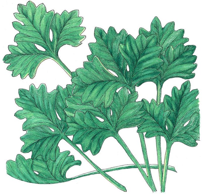 Organic Cilantro (1/4 lb)