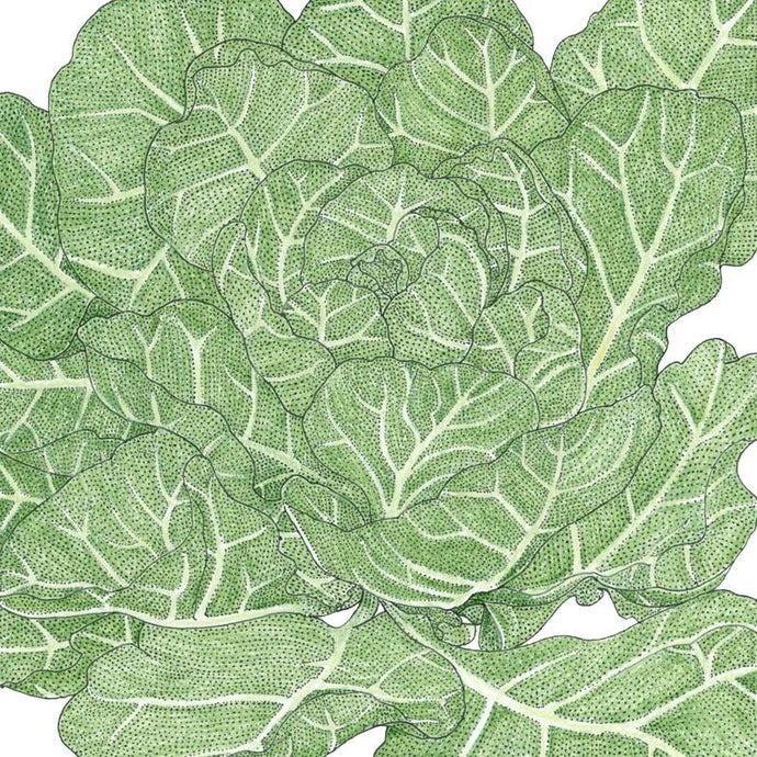 Organic Collard Greens, Champion (1 oz)