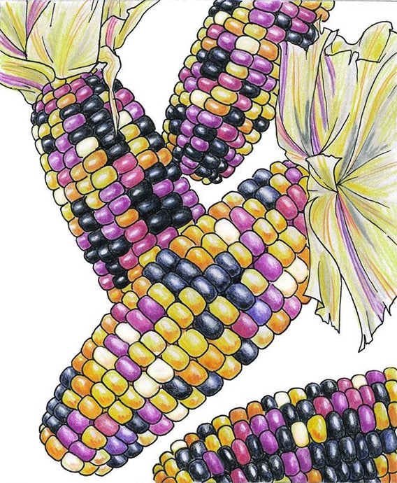 Organic Corn, Cherokee Long Ear Popcorn (1/4 lb)