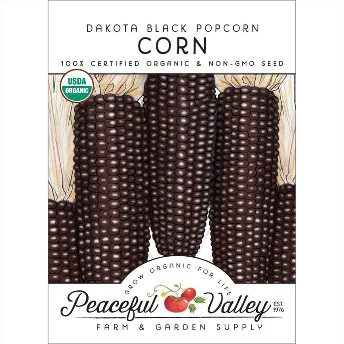 Organic Corn, Dakota Black Popcorn