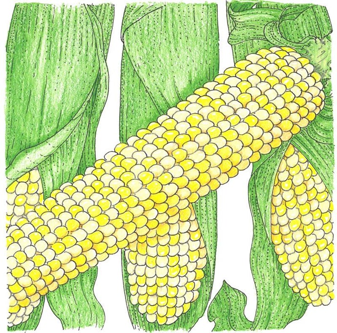 Organic Corn, Double Standard (1/2 lb)