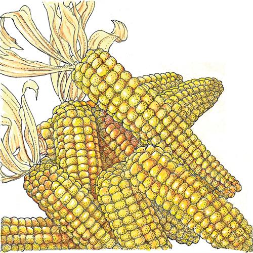 Organic Corn, Tom Thumb Popcorn (1/4 lb)