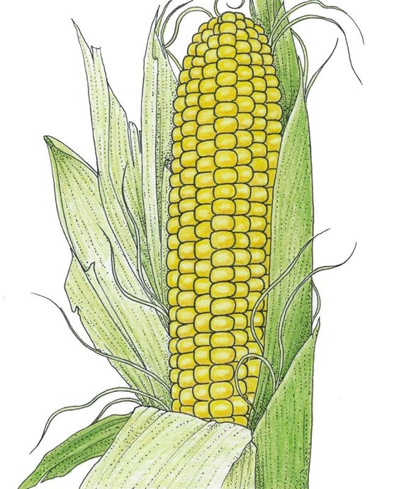 Organic Corn, Top Hat (1/4 lb)