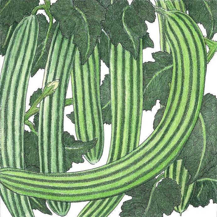 Organic Cucumber, Striped (1/4 lb)