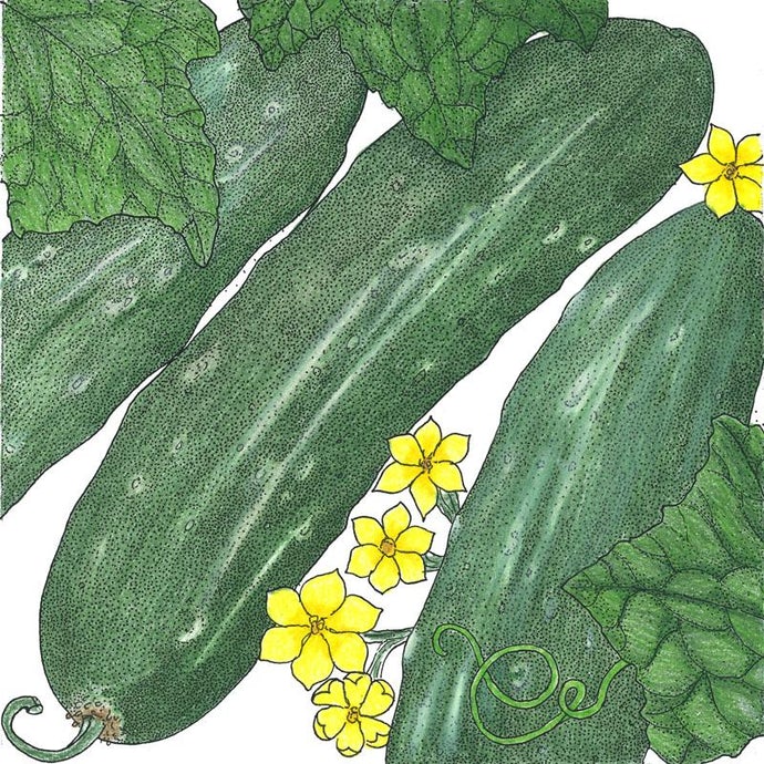 Organic Cucumber, Tendergreen (1/4 lb)