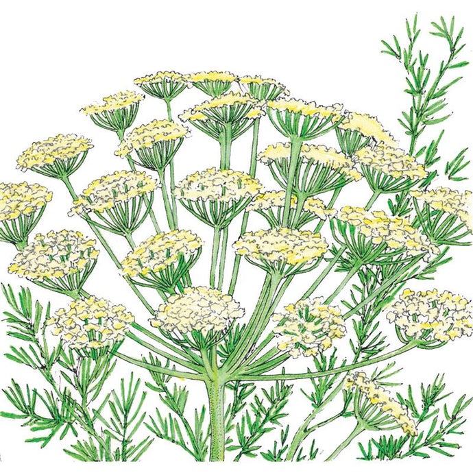 Organic Dill, Bouquet (1/4 lb)