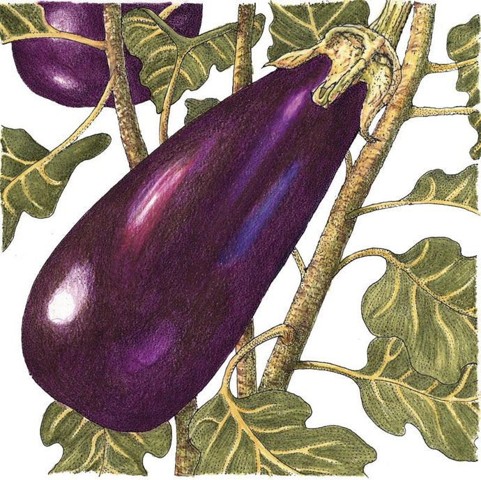 Organic Eggplant, Black Beauty (1 oz)