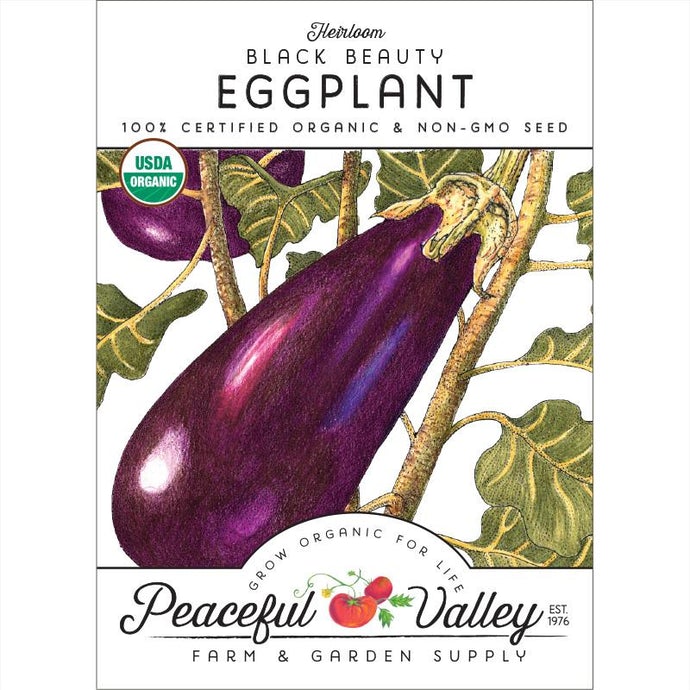  Organic  Eggplant  Black  Beauty 