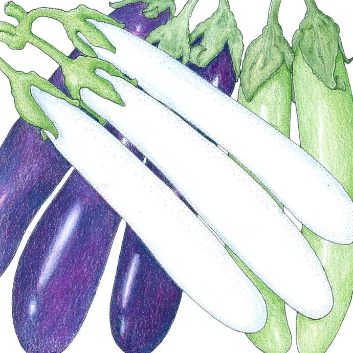 Organic Eggplant, Mixed Fingers (1 oz)