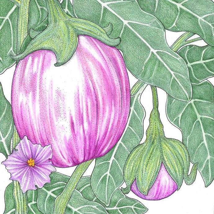 Organic Eggplant, Rosa Bianca (1 oz)